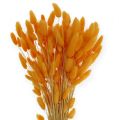 Floristik24 Decorative Grass Orange Lagurus 100gr