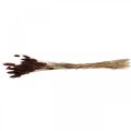Floristik24 Dry floristry, decorative grass, Lagurus Brown L35–50cm 25g