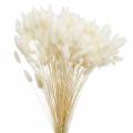 Floristik24 Dried Flower Lagurus Lamp Cleaning Grass Bleached 100g