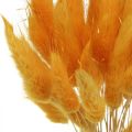 Floristik24 Lagurus Yellow Velvet Grass Rabbit Tail Grass L40–55cm 25g