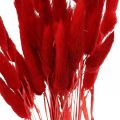 Floristik24 Decorative grass red, lagurus, velvet grass, dry floristry L30–50cm 20g