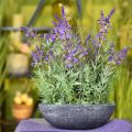 Floristik24 Lavender Bowl Artificial Lavender Silk Flowers Fake Plants