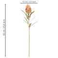 Artificial Protea Leucadendron Flower with Long Stem 65cm, Set of 3 in Cream, Yellow, and Orange | Floristik24.co.uk