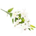 Lily Artificial Flower with 6