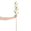Artificial White Lily Stem with Long Flowers 80cm | Floristik24.co.uk