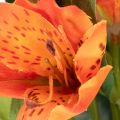 Artificial Alstroemeria Bouquet in Vibrant Orange with Three Stems, 75cm | Floristik24.co.uk