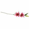 Floristik24 Oriental Lily &quot;Stargazer&quot; White, Pink 86cm