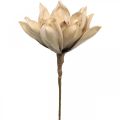 Floristik24 Lotus flower, lotus blossom decoration, artificial plant beige L66cm