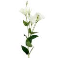 Floristik24 Lysianthus artificial flower white L87.5cm
