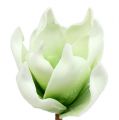 Floristik24 Magnolia blossom made of foam white-green Ø10cm L26cm 4pcs