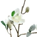Floristik24 Magnolia branch white L 82cm with snow