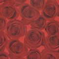 Floristik24 Cuff paper tissue paper red roses 25cm 100m