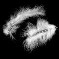 Floristik24 Decorative feathers, marabou feathers, Easter decoration, feathers for handicrafts White 45g