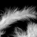 Floristik24 Decorative feathers, marabou feathers, Easter decoration, feathers for handicrafts White 45g