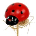 Floristik24 Ladybug on a wooden stick with sisal decoration 3.5cm 24pcs