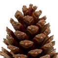 Maritima cones 14/18 natural 25 pcs | Floristik24.co.uk