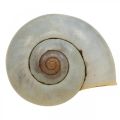Floristik24 Maritime decoration snail shell natural snails empty 2-5cm 1kg