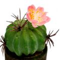Floristik24 Mini cactus with flowers H9-12cm 4pcs