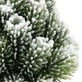 Floristik24 Mini Christmas tree in a pot artificially snowed Ø14cm H24cm