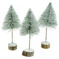 Floristik24 Decorative fir trees, winter decorations, Christmas tree, Advent H30 / 32cm Ø13.5cm set of 3