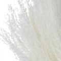 Floristik24 Feather grass deco bleached dry grass Miscanthus 75cm 10pcs