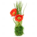Floristik24 Poppy red in the grass 23cm