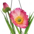 Floristik24 Poppy in glass for hanging Pink H22cm