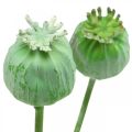 Floristik24 Poppy seed capsules decoration artificial poppy seeds on a stick green 58cm 3pcs in a bunch