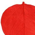 Floristik24 Moneta Leaves Red 50g