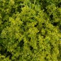 Artificial Green Moss Wreath for Table or Door Decoration 28cm | Floristik24.co.uk