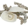 Floristik24 Shell mix with pearl and white wood 200g