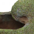 Floristik24 Mussel to plant with moss 28,5cm x 14cm H21cm