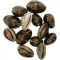 Floristik24 Cowrie shell deco nature maritime decoration sea snails 500g