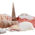 Floristik24 Shell decoration real shells different types 300g