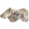 Floristik24 Maritime decoration, Capiz shells, natural items mother-of-pearl, violet 8–14cm 1kg