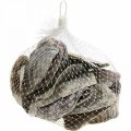 Floristik24 Maritime decoration, Capiz shells, natural items mother-of-pearl, violet 8–14cm 1kg