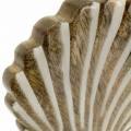 Floristik24 Shell with base wood white, nature 20 × 14cm Maritime decoration for the living room