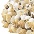Floristik24 Shell wreath shells sea snails natural white Ø35cm