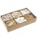 Floristik24 DIY-Box Maritime Natural shells wooden decoration set assorted