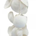 Floristik24 Shell garland Maritime decoration shell garland L87cm