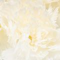Artificial Carnation Stem Set,