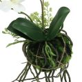 Floristik24 Orchid Phalaenopsis for hanging H26cm Cream