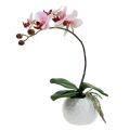 Floristik24 Pink orchid in ceramic pot 31cm