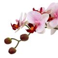 Floristik24 Pink orchid in ceramic pot 31cm