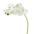 Floristik24 Orchid white artificial L73cm 4pcs