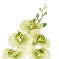 Floristik24 Orchid Artificial Yellow Green Phalaenopsis 85cm