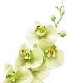 Floristik24 Orchid Artificial Yellow Green Phalaenopsis L83cm