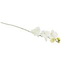 Floristik24 Orchid Phalaenopsis artificial 6 flowers white cream 70cm