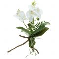 Floristik24 Orchid white with mossballs and roots 36cm