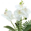 Floristik24 Orchid white with mossballs and roots 36cm
